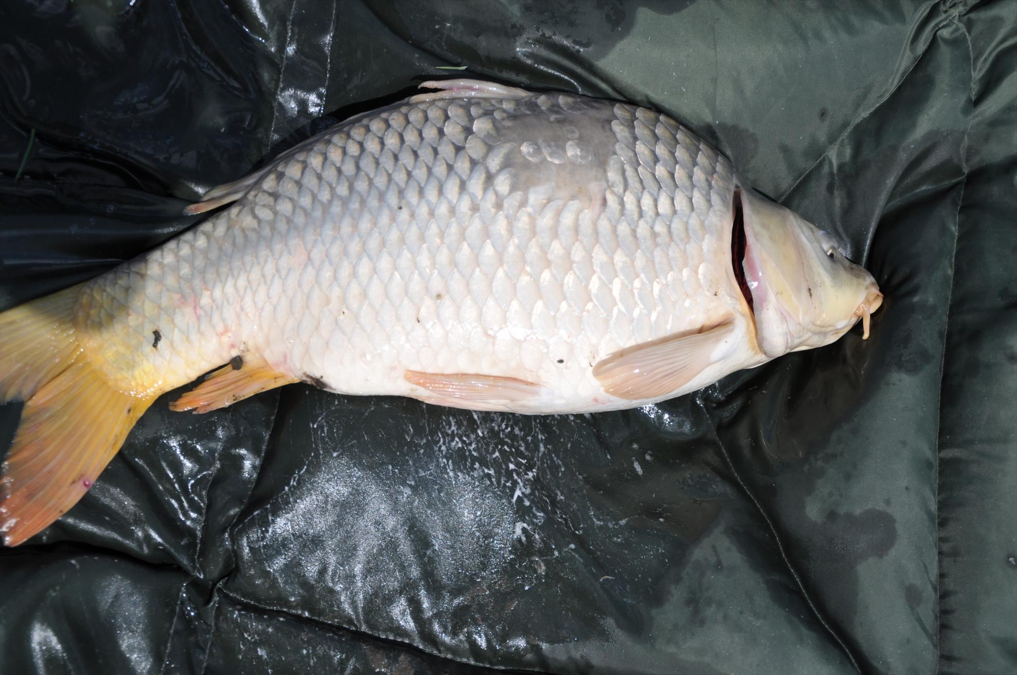 MV 2/2- 09/06/2013 - dsc0029.JPG